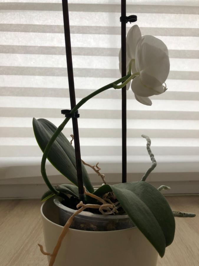Mija Apartman S Vinnym Sklipkem, Zahradou A Grilem Kájov エクステリア 写真