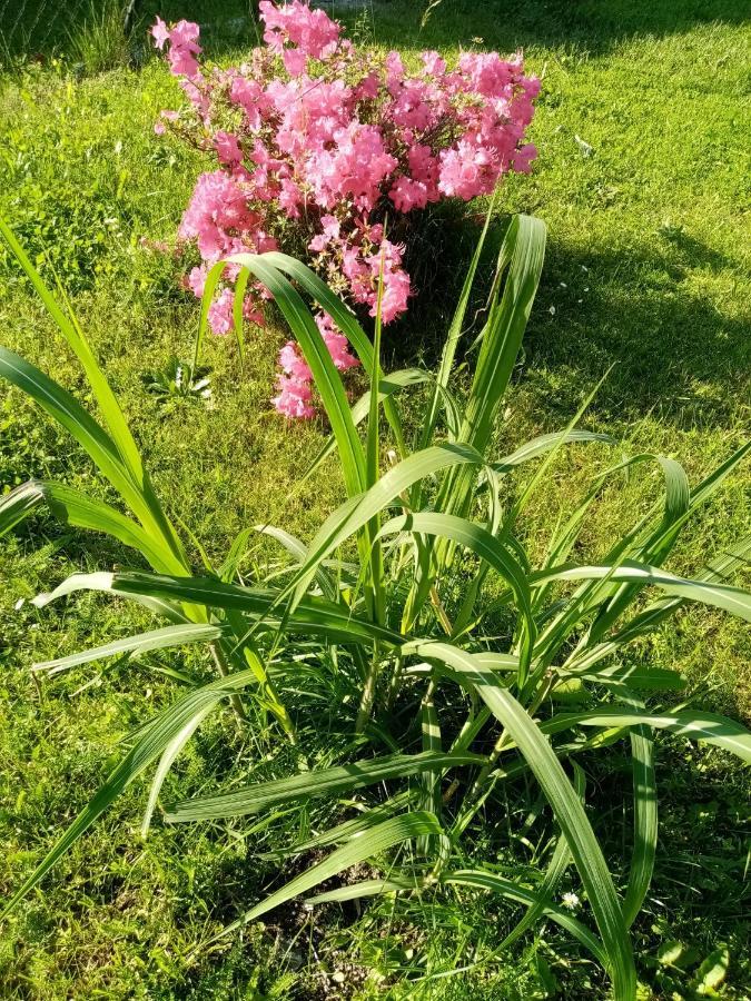Mija Apartman S Vinnym Sklipkem, Zahradou A Grilem Kájov エクステリア 写真